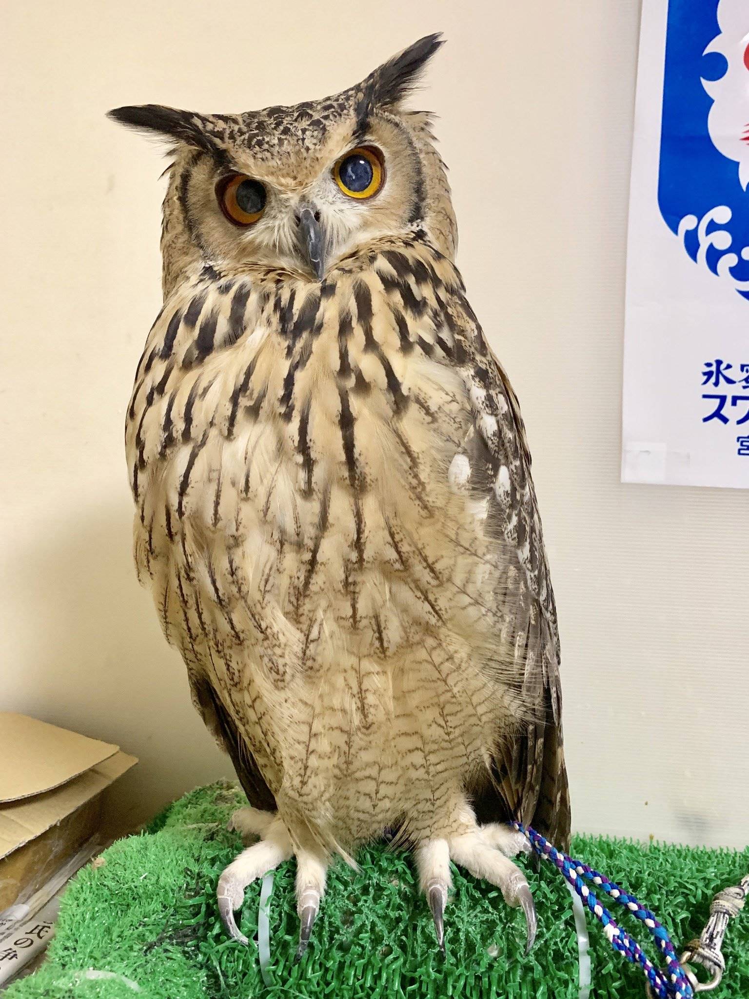 仅露出短短的脚与爪子,因此有不少人认为猫头鹰其实是「短腿族」,羽毛